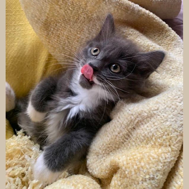 Photo of Tasha 😻🧶💓