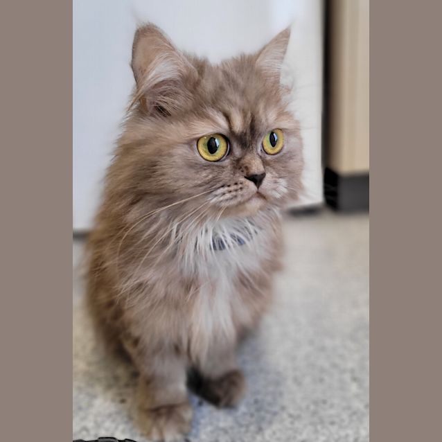 Photo of Cinnamon Scroll