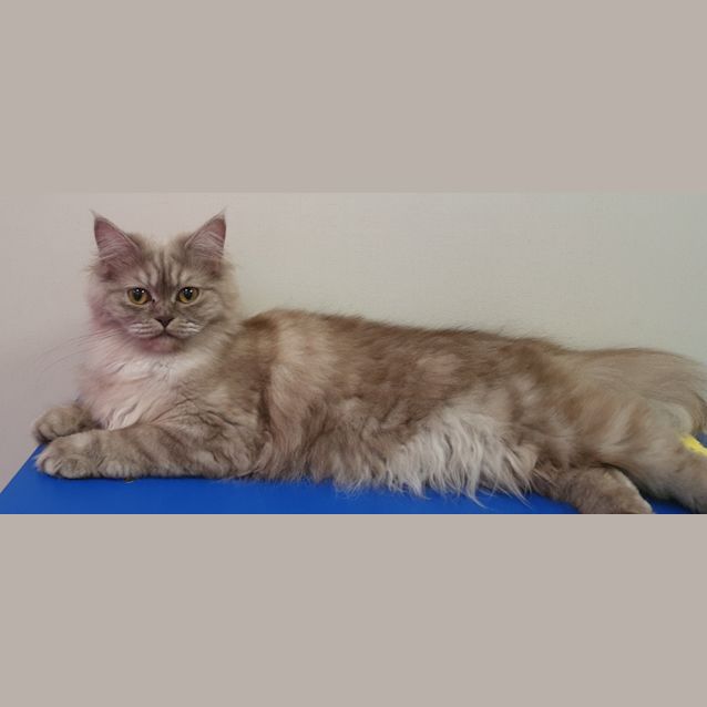 Photo of Cinnamon Scroll