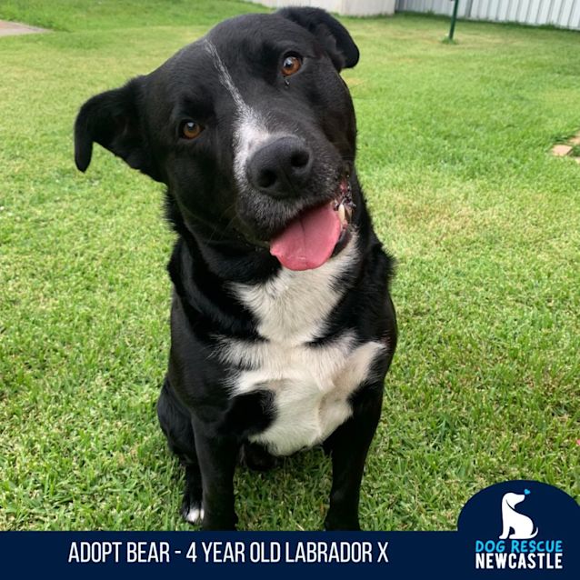 Photo of Bear   4 Year Old Labrador X (On Trial)