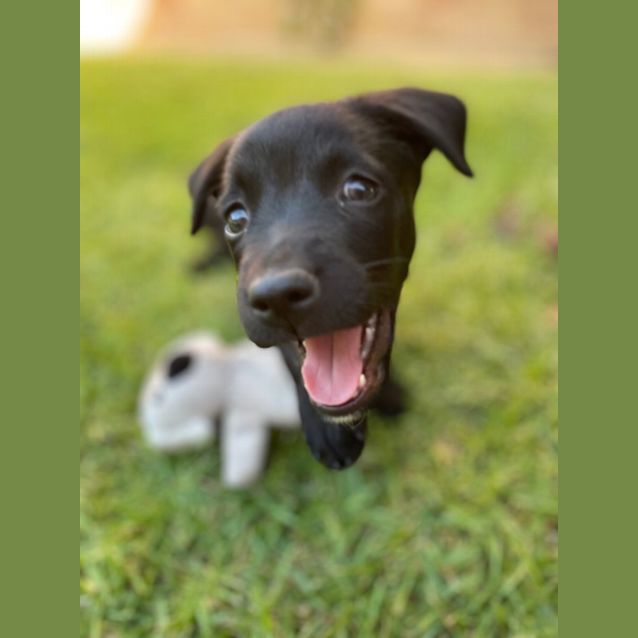 Photo of Angus