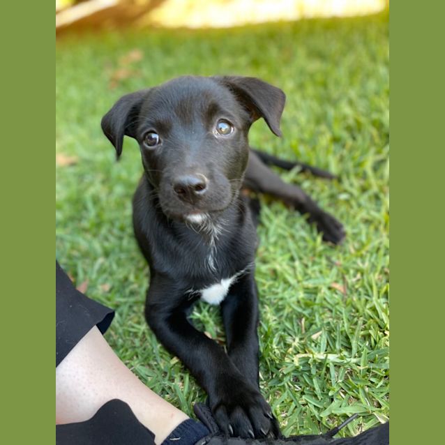 Photo of Angus