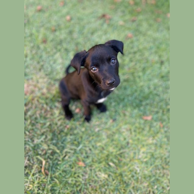 Photo of Angus