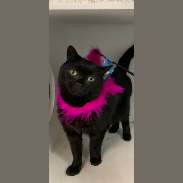 Photo of Raven (Adopted)
