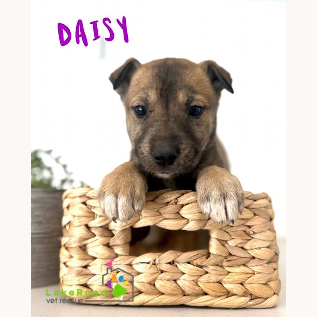 Photo of Daisy