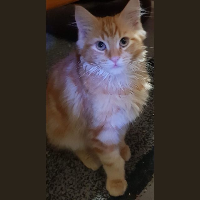 Photo of Puss In Boots