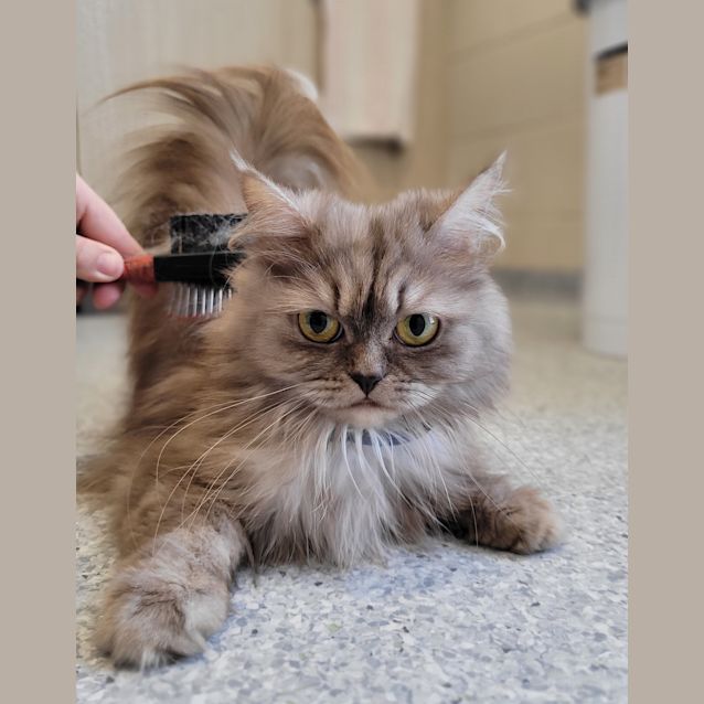 Photo of Cinnamon Scroll