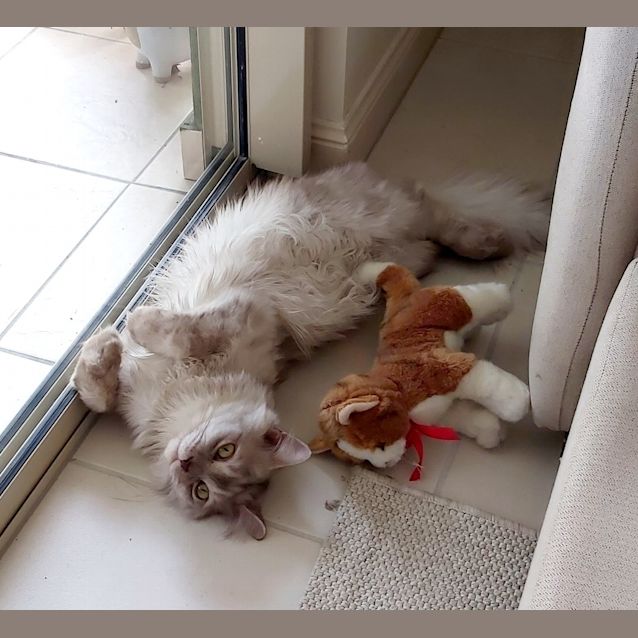 Photo of Lord Mow Mow