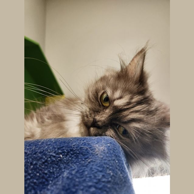 Photo of Cinnamon Scroll