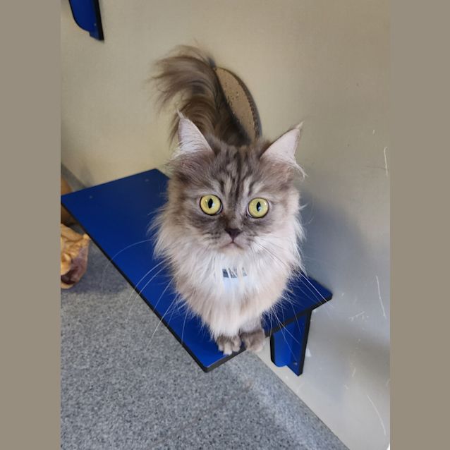 Photo of Cinnamon Scroll