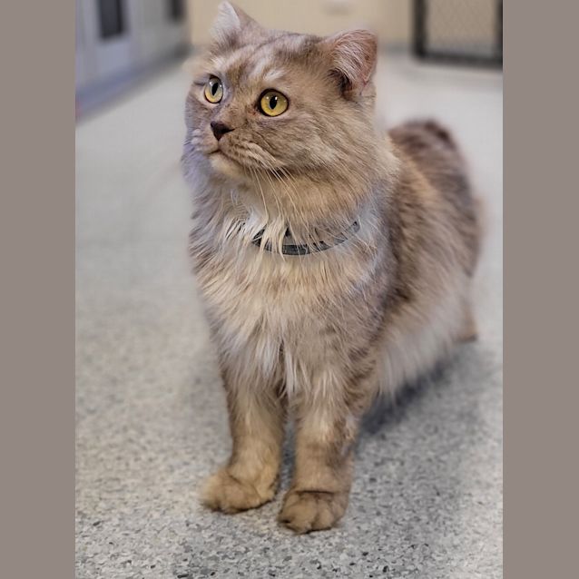 Photo of Lord Mow Mow