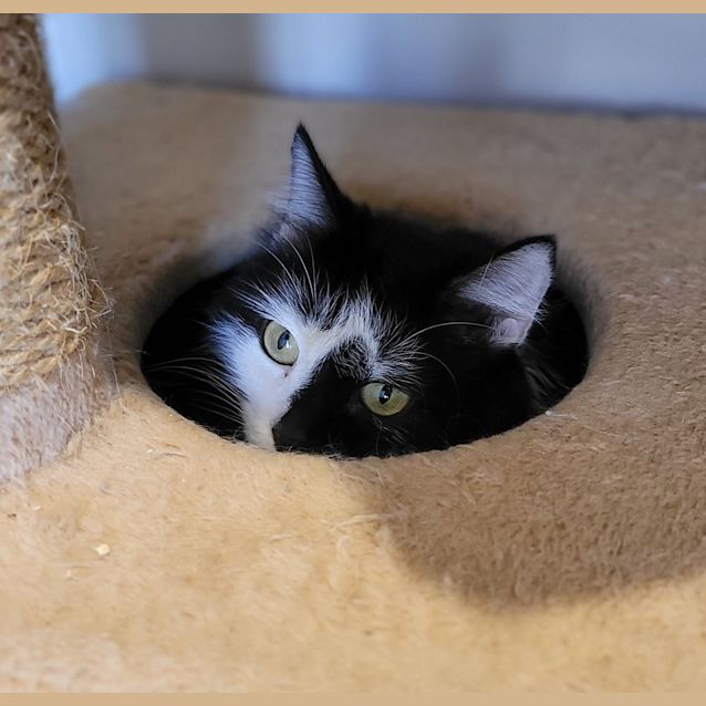 Photo of Katy Purrry