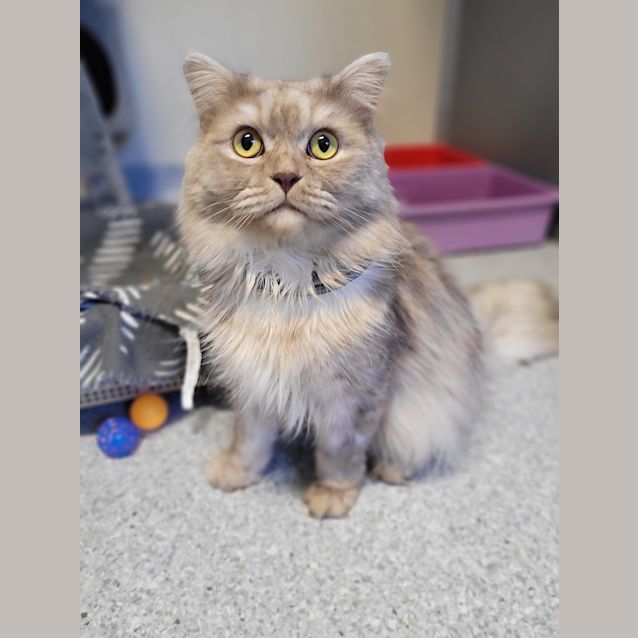 Photo of Lord Mow Mow