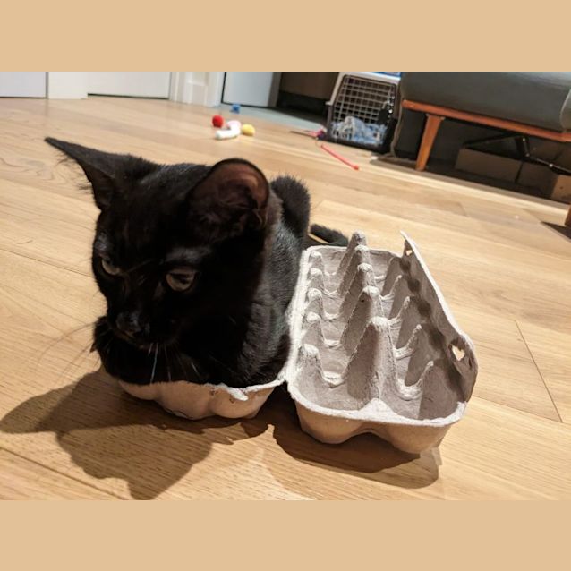 Photo of Clyde