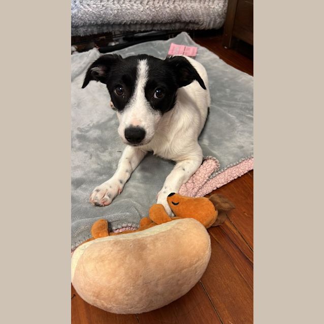 Photo of Checkers