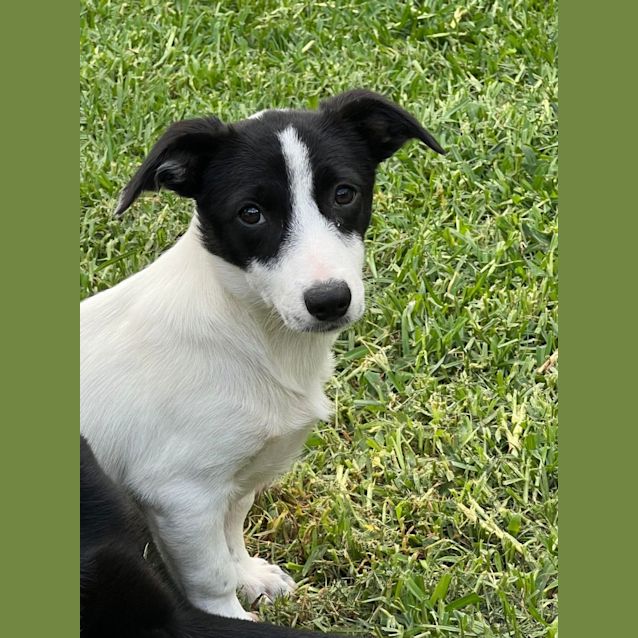 Photo of Checkers