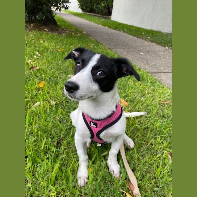 Photo of Checkers
