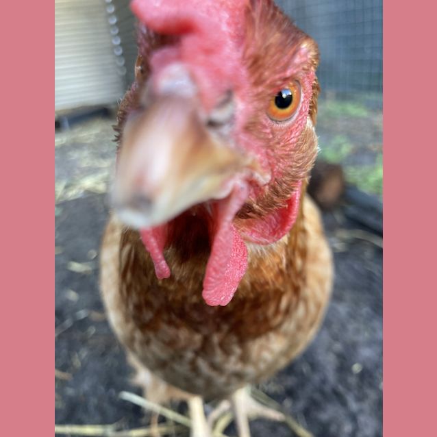 Photo of Meredith
