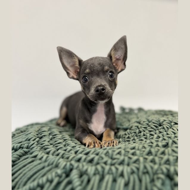 Photo of Louie