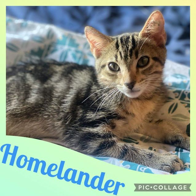 Photo of Homelander