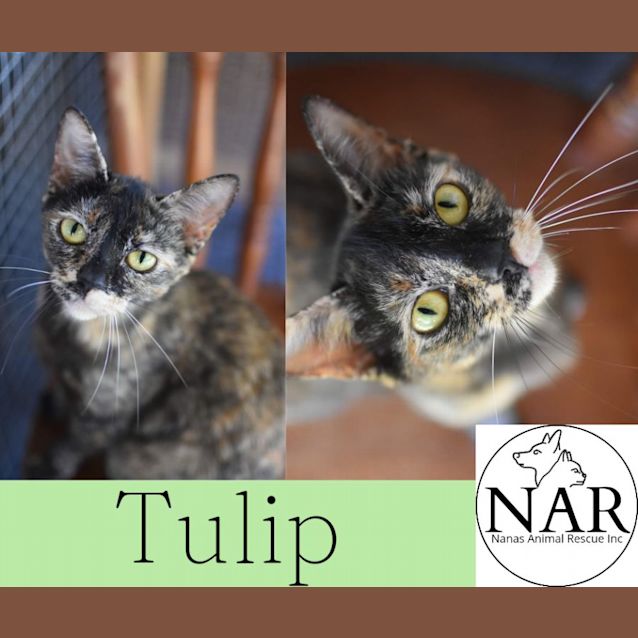 Photo of Tulip 