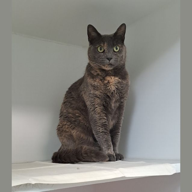Photo of Missy