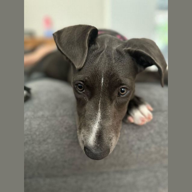 Photo of Mouse