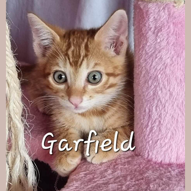 Photo of Garfield