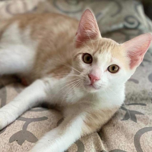 Photo of Bandi