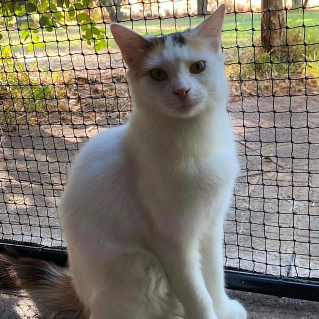 Photo of Koko