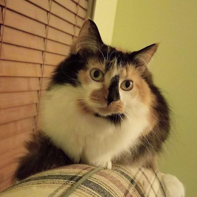 Photo of 2452 – Patches