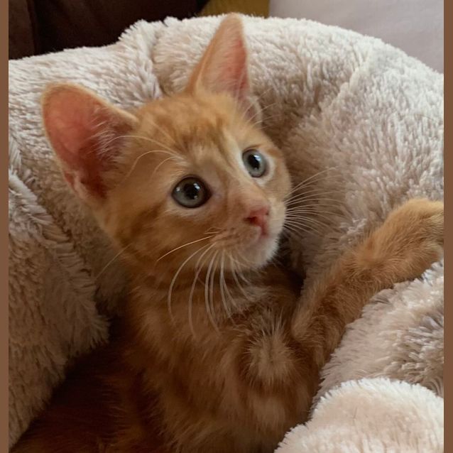 Photo of Henry 🧡🧡🧡