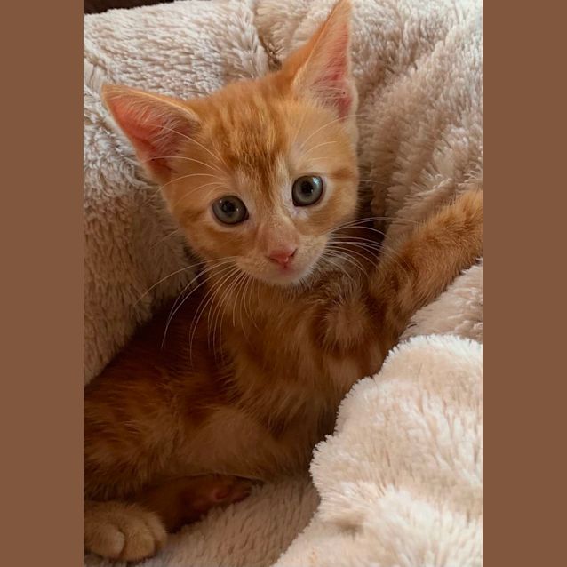 Photo of Henry 🧡🧡🧡