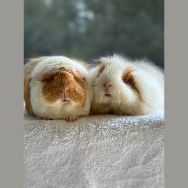 Photo of Ruffles And Fuzzball