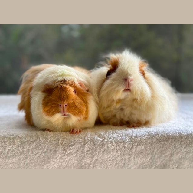Photo of Ruffles And Fuzzball