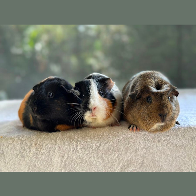 Photo of Cookie, Butterscotch & Caramel