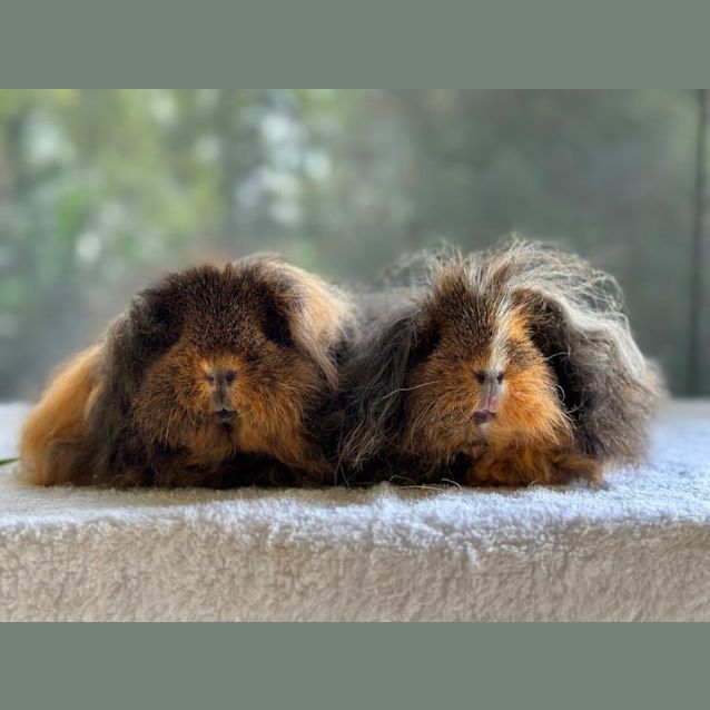 Photo of Hazel & Honey