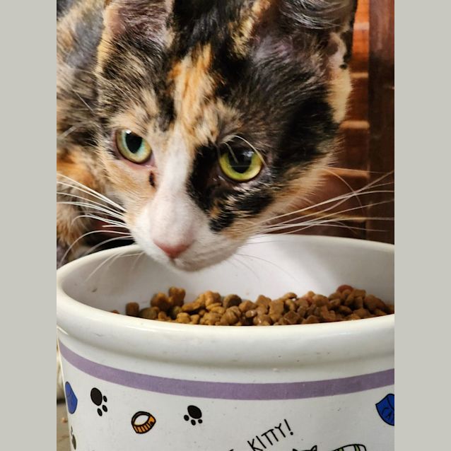 Photo of Jetta