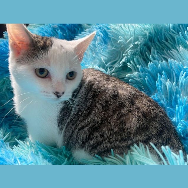 Photo of Skittle   Located In Cranbourne