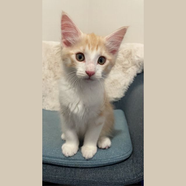 Photo of Lemon