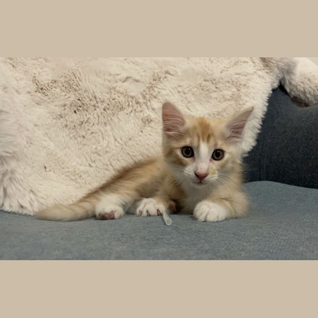 Photo of Winston (Was Lime)
