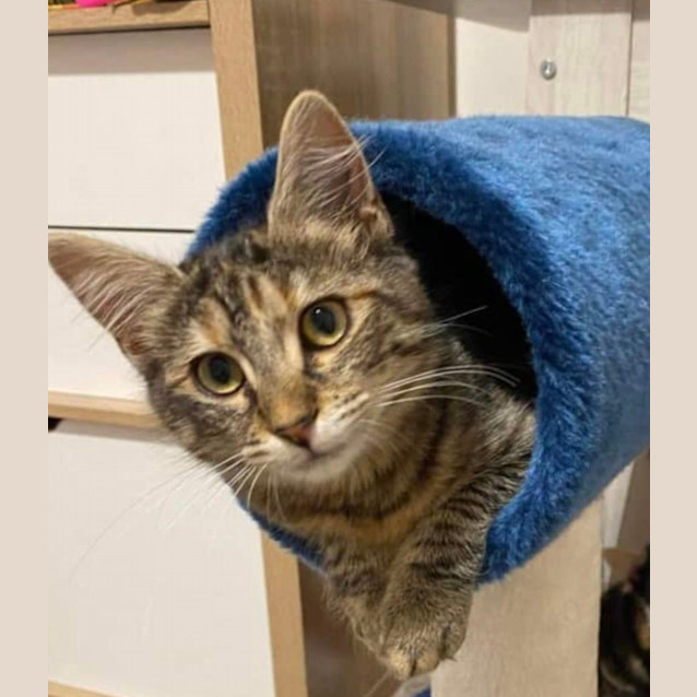 Photo of Poppy