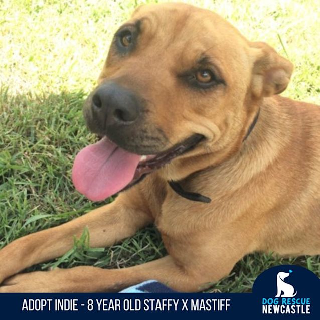 Photo of Indie   8 Year Old Staffy X Mastiff (On Trial)