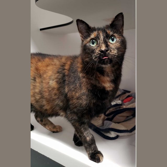 Photo of Ally Cat Sua010843