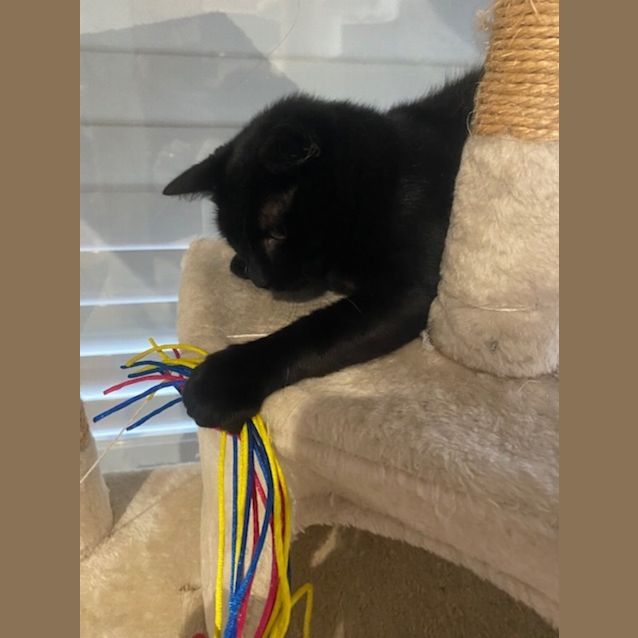Photo of Sapphire