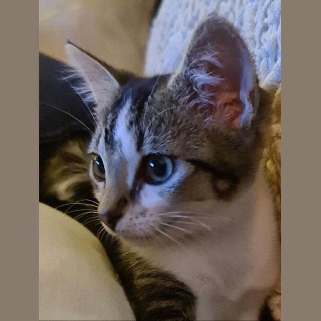 Photo of Shyla