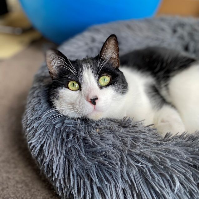 Photo of Smudge