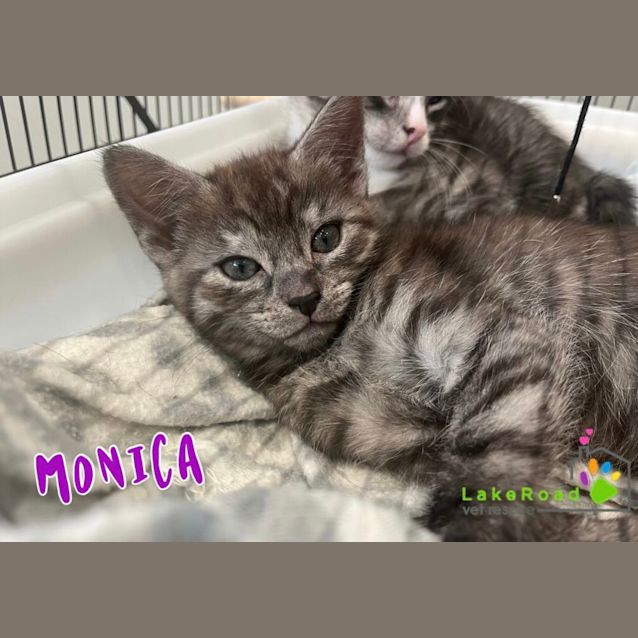 Photo of Monica