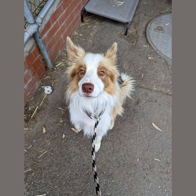 Photo of Rusty