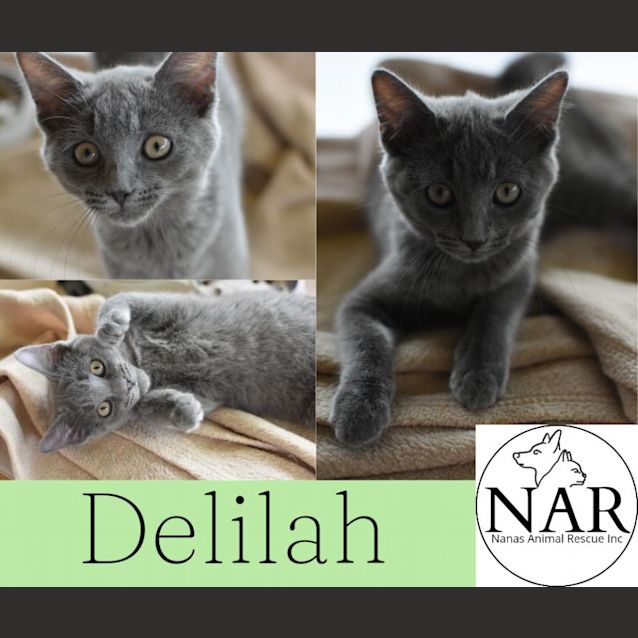 Photo of Delilah 